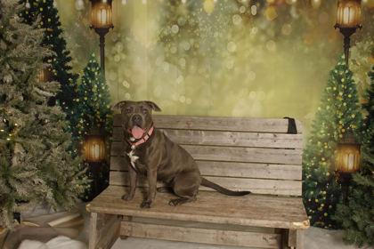 Faith, Adoptable, Young Female Pit Bull Terrier.