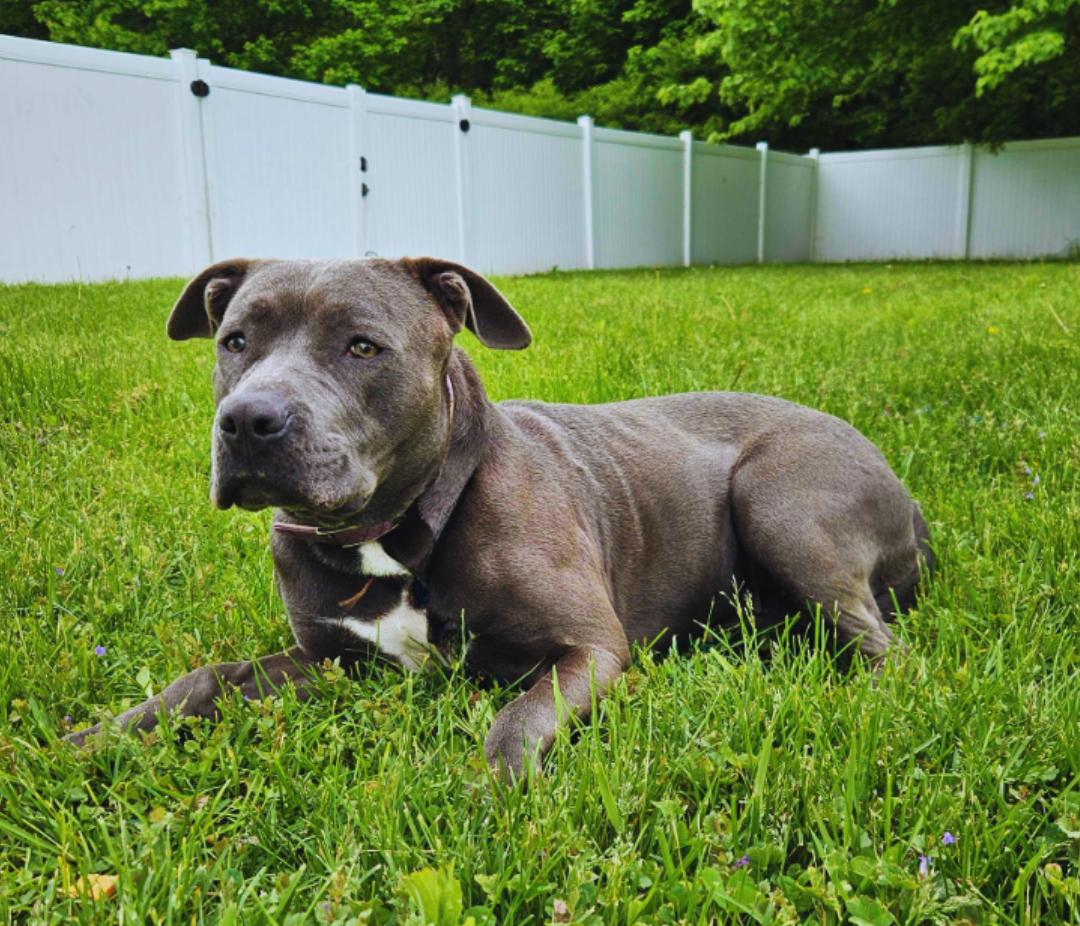 Faith, a Adoptable mixed breed in Belleville, MI image 5/6