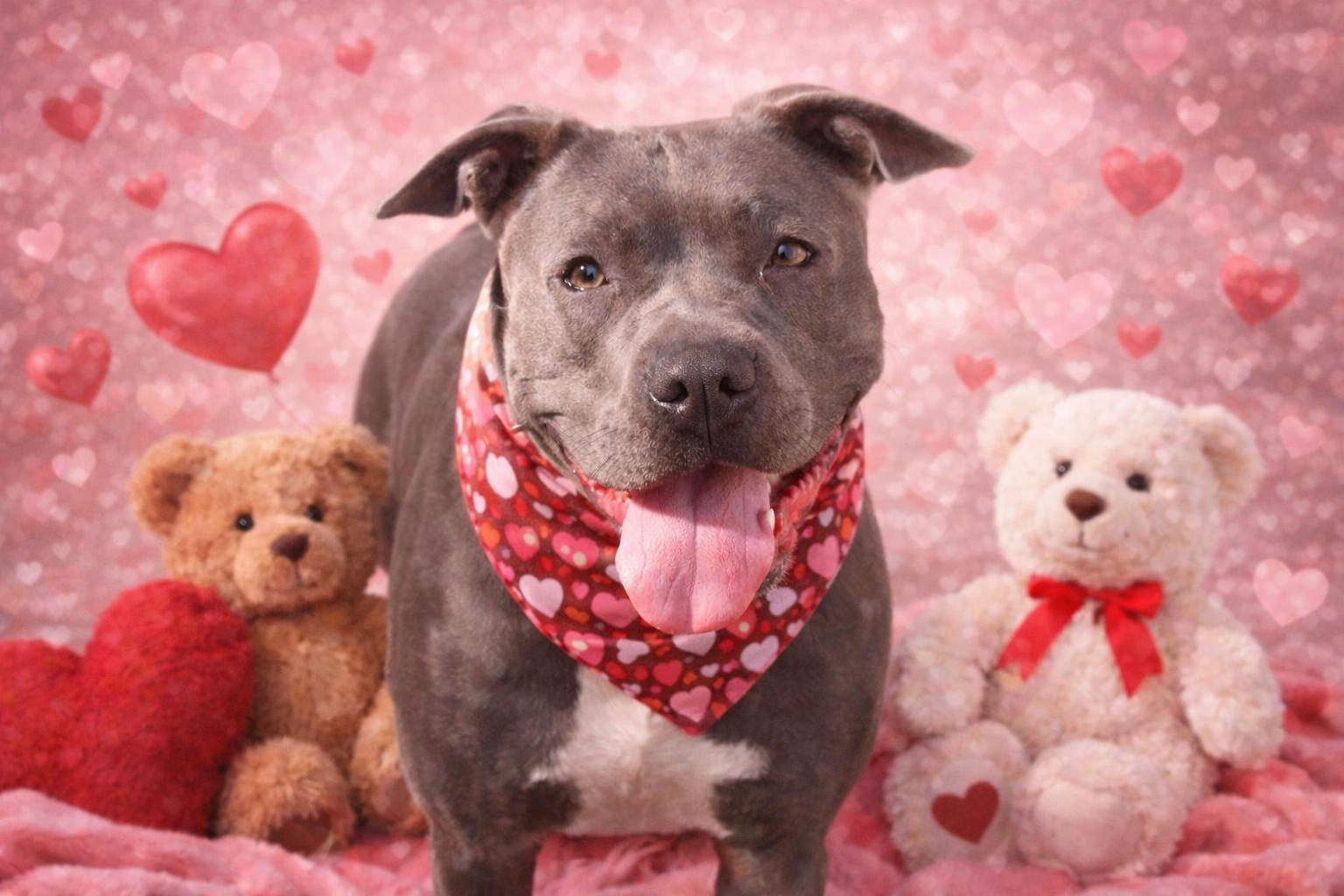 Faith, Adoptable, Young Female Pit Bull Terrier.