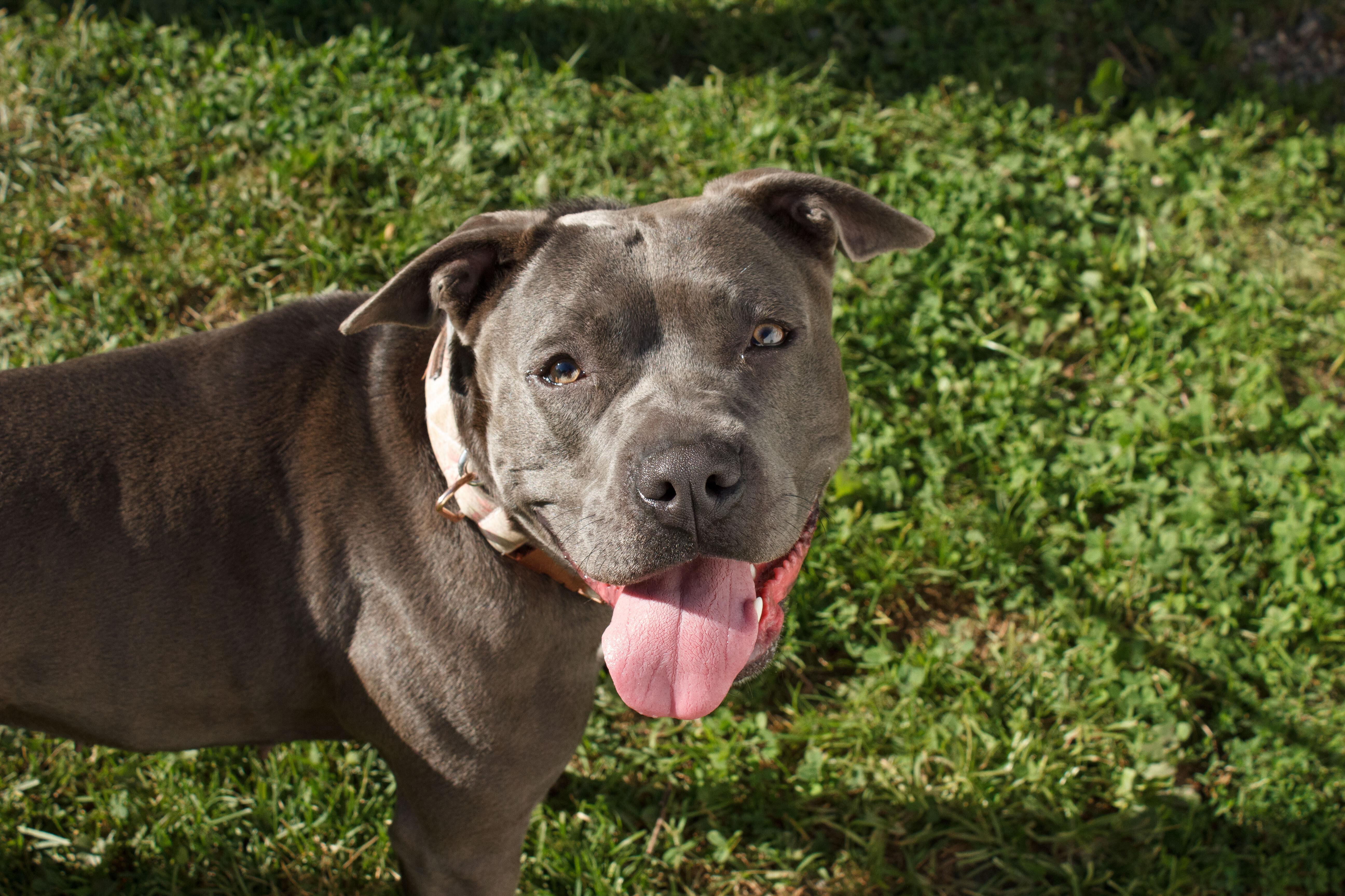 Faith, a Adoptable mixed breed in Belleville, MI image 2/6