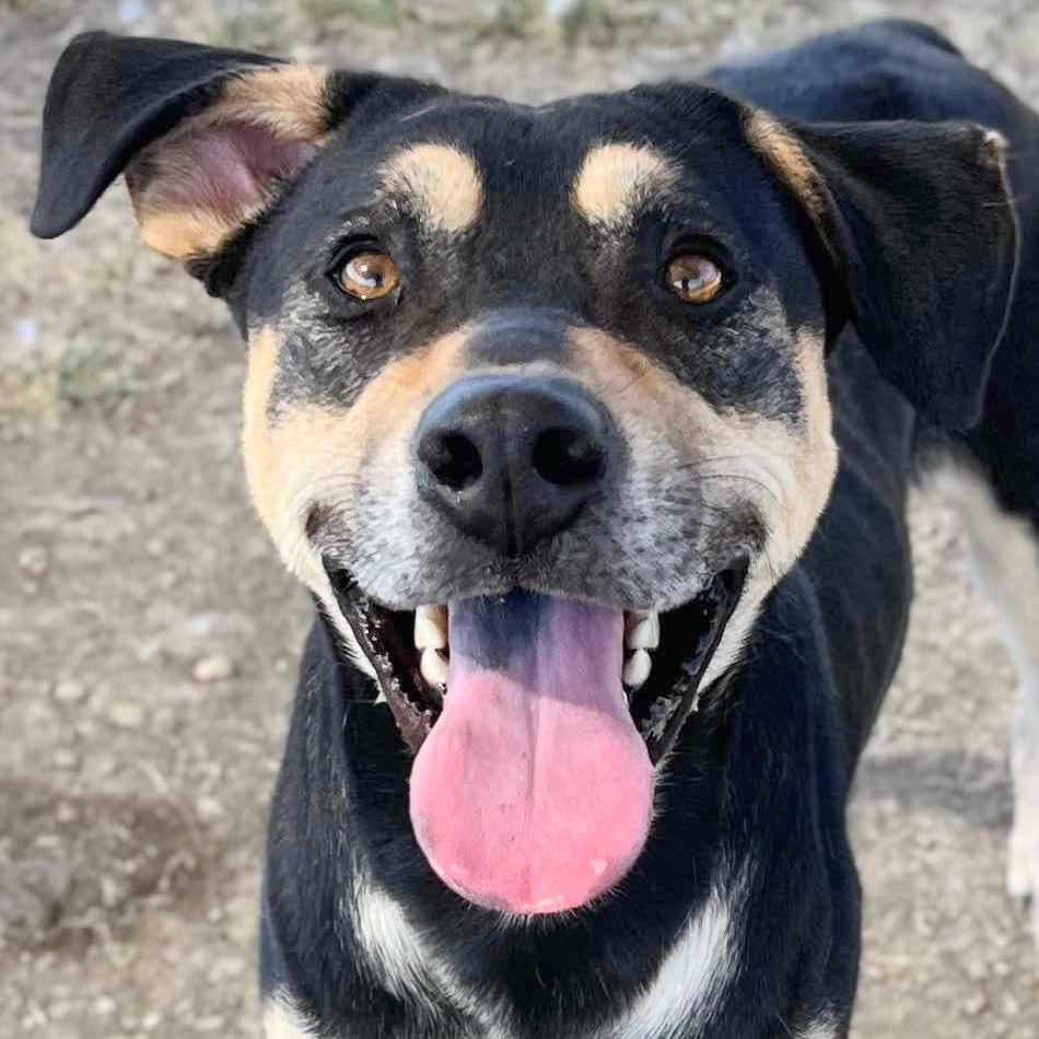 Enlarge Dee, an adoptable Mixed Breed in Georgetown, TX image 3/6
