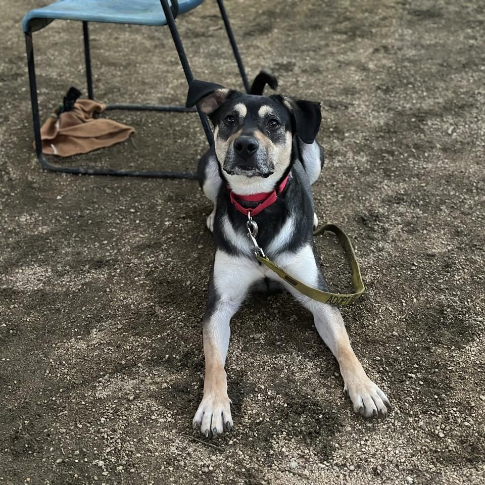 Enlarge Dee, an adoptable Mixed Breed in Georgetown, TX image 5/6