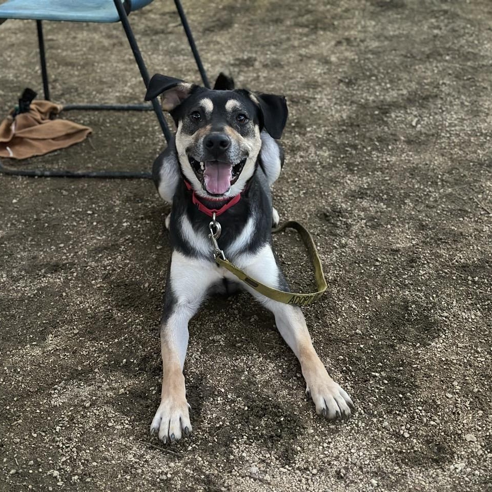 Enlarge Dee, an adoptable Mixed Breed in Georgetown, TX image 2/6
