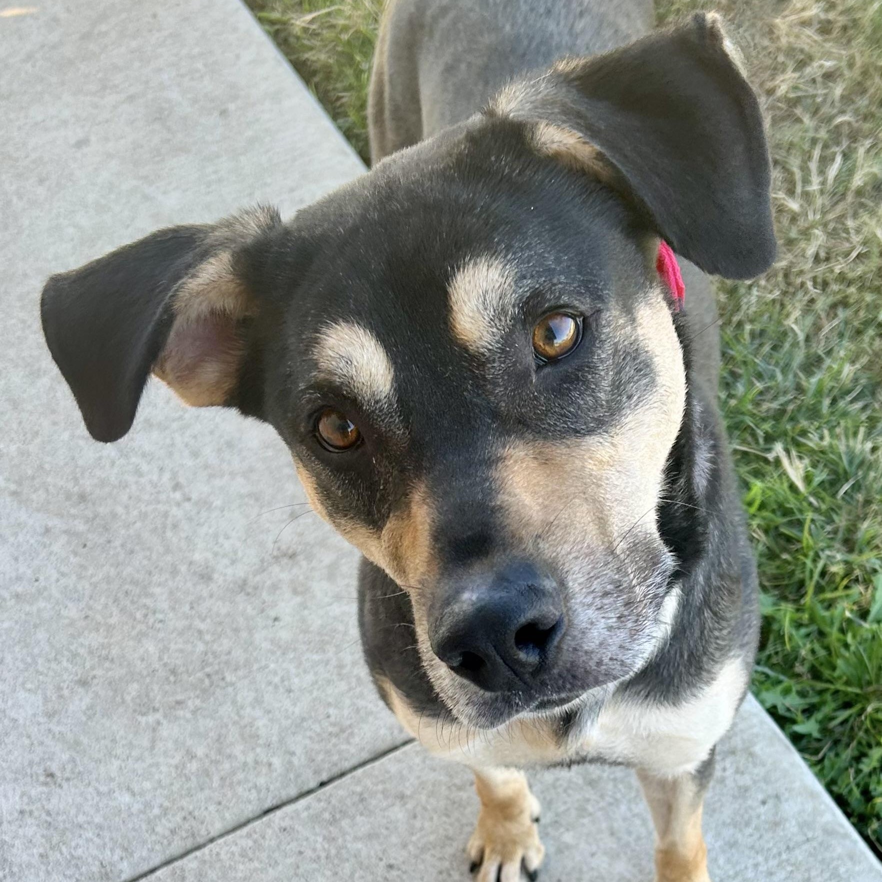 Enlarge Dee, an adoptable Mixed Breed in Georgetown, TX image 4/6