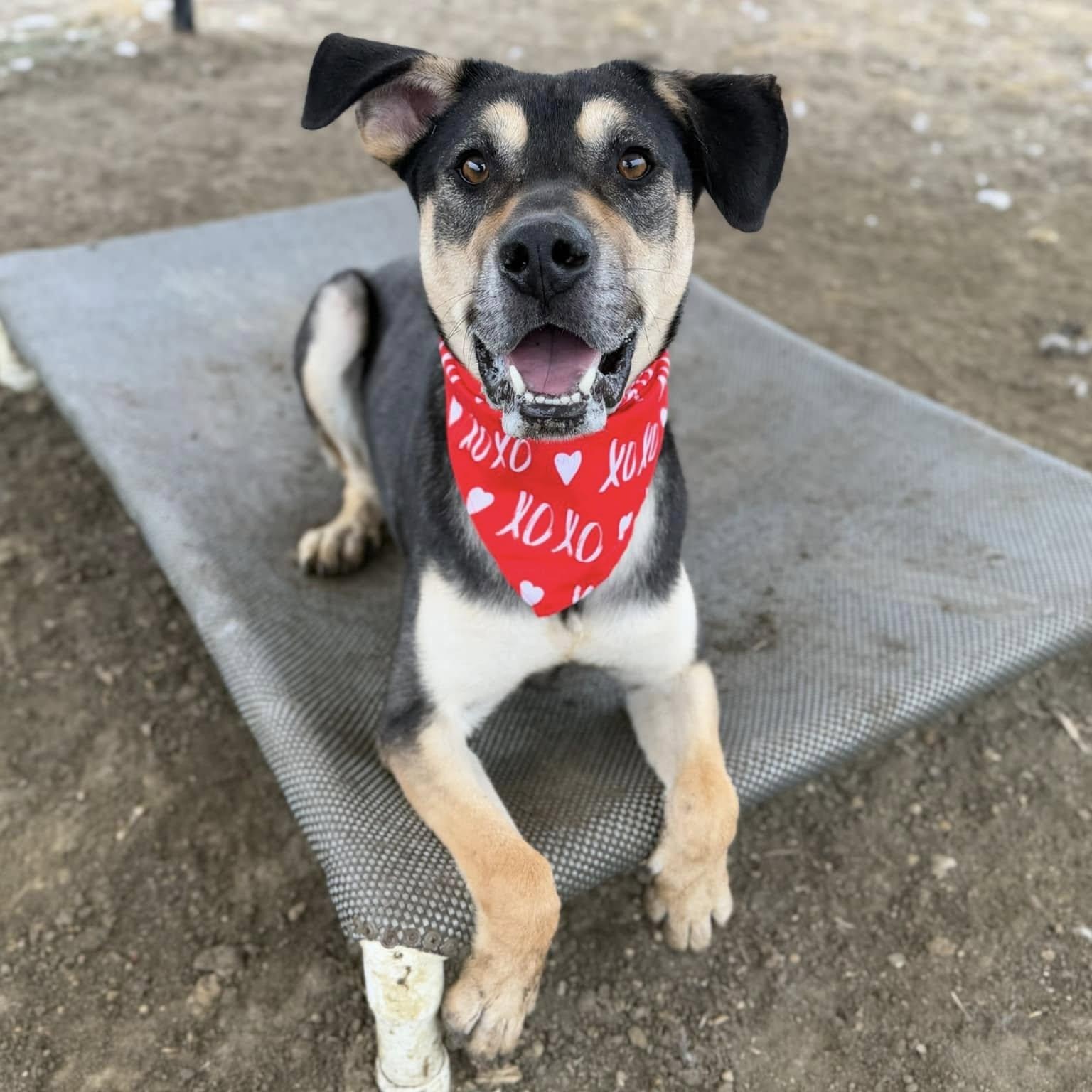 Enlarge Dee, an adoptable Mixed Breed in Georgetown, TX image 6/6