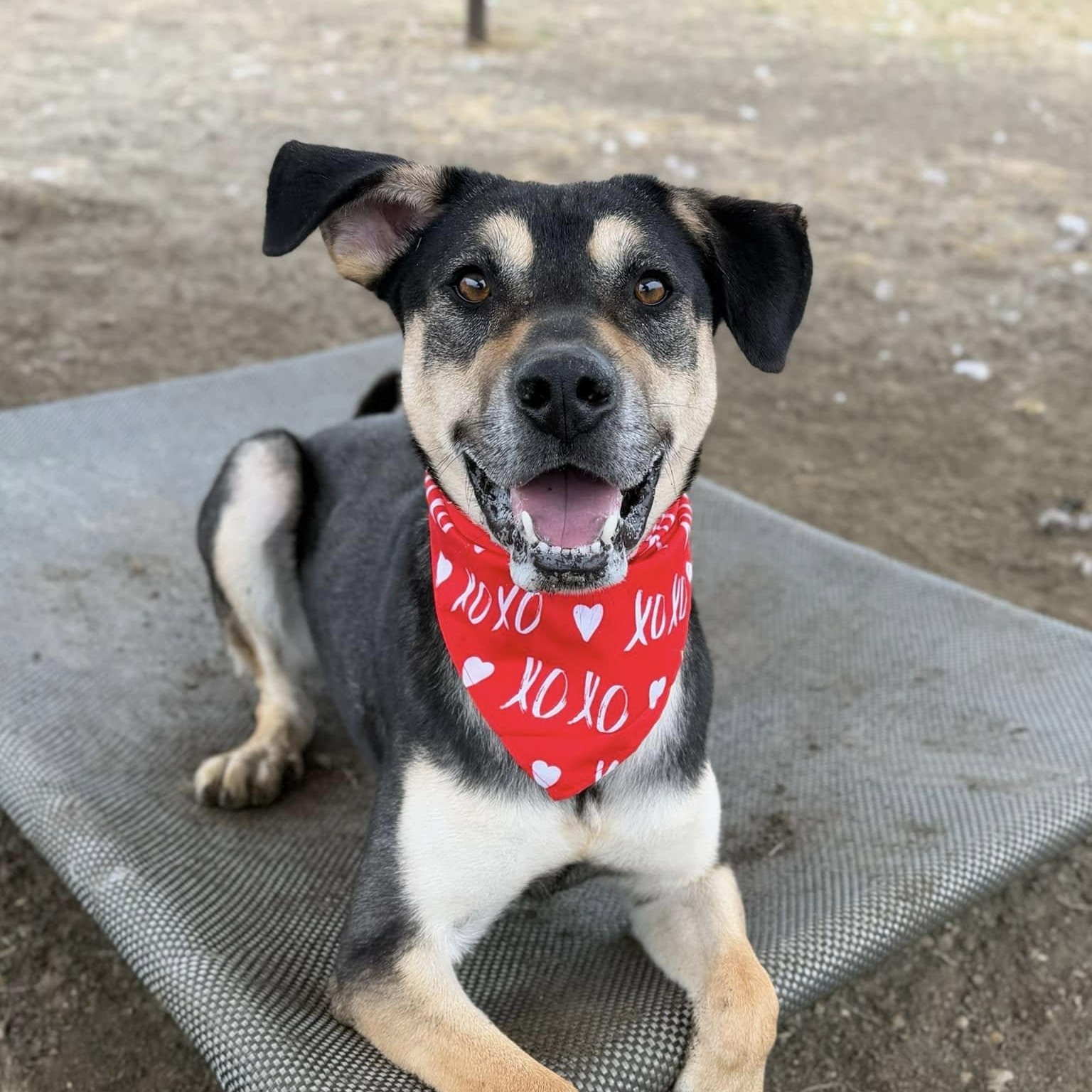 Dee, adoptable, Adult Male Mixed Breed.