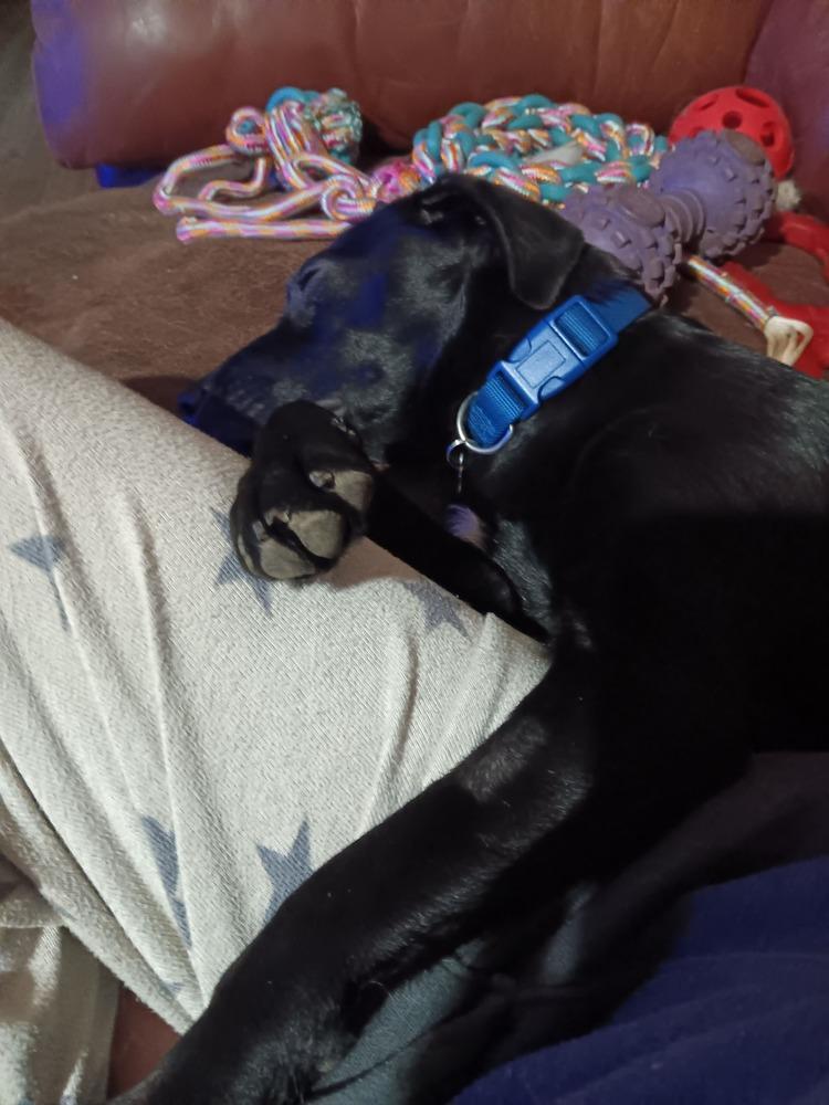 Susie- Fostered in SE Nebraska (one hour south of Omaha), a Adoptable mixed breed in Shawnee Mission, KS image 1/4