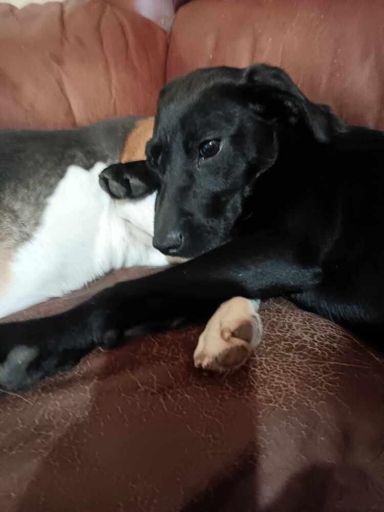 Susie- Fostered in SE Nebraska, Adoptable, Puppy Female Labrador Retriever.