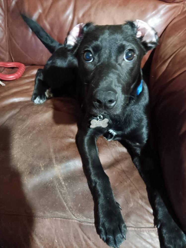 Enlarge Susie - adoption pending, a Adoptable mixed breed in Shawnee Mission, KS image 2/6