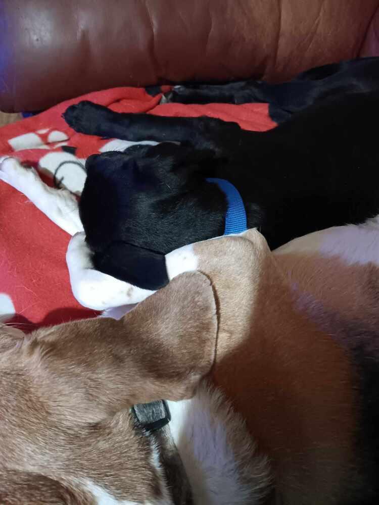 Enlarge Susie- Fostered in SE Nebraska, a Adoptable mixed breed in Shawnee Mission, KS image 2/3