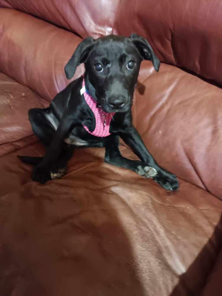 Enlarge Susie- Fostered in SE Nebraska, a Adoptable mixed breed in Shawnee Mission, KS image 3/3