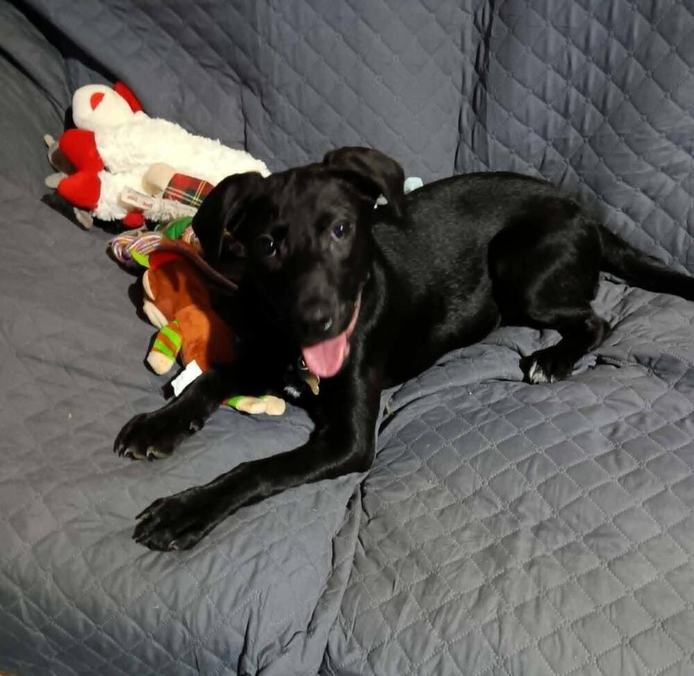 Enlarge Susie - adoption pending, a Adoptable mixed breed in Shawnee Mission, KS image 5/6