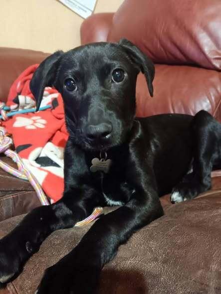 Susie- Fostered in SE Nebraska (one hour south of Omaha), a Adoptable mixed breed in Shawnee Mission, KS image 4/4