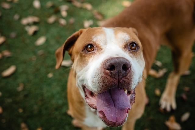 Missy, Adoptable, Senior Female American Staffordshire Terrier.