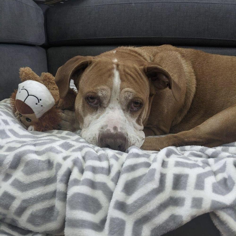 Missy, a Adoptable mixed breed in Melbourne Beach, FL image 2/3