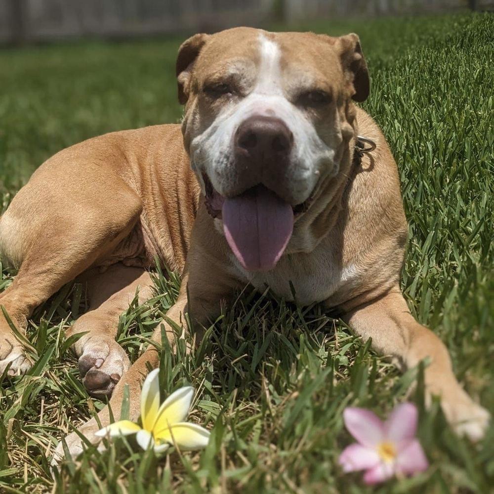 Missy, a Adoptable mixed breed in Melbourne Beach, FL image 3/3