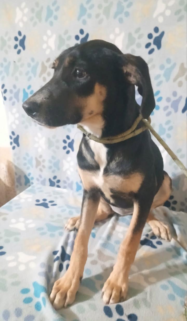 Enlarge Julia, a ADOPTABLE mixed breed in Mena, AR image 2/2