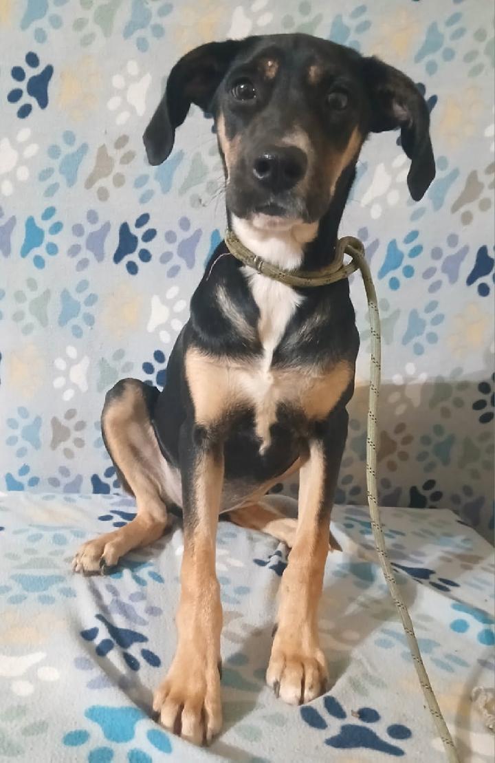 Enlarge Julia, a ADOPTABLE mixed breed in Mena, AR image 1/2