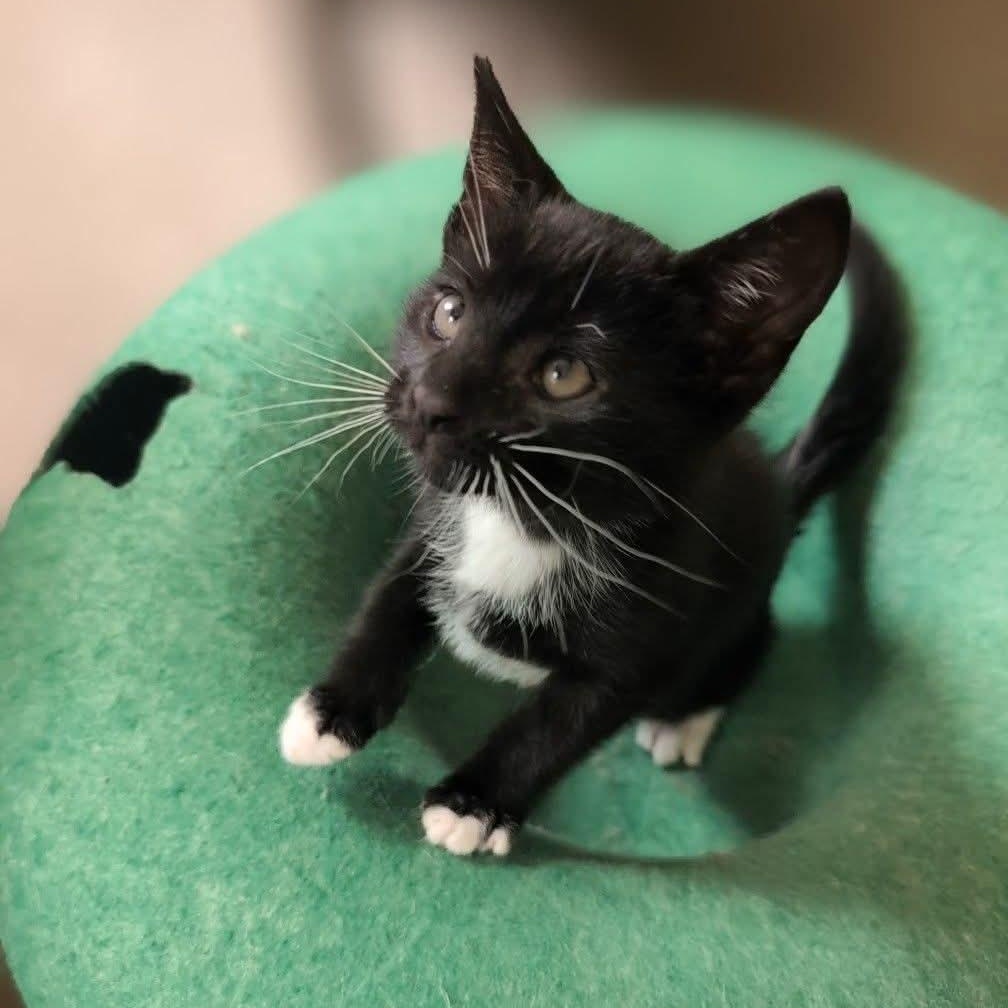 Sampson, Baby Male Tuxedo