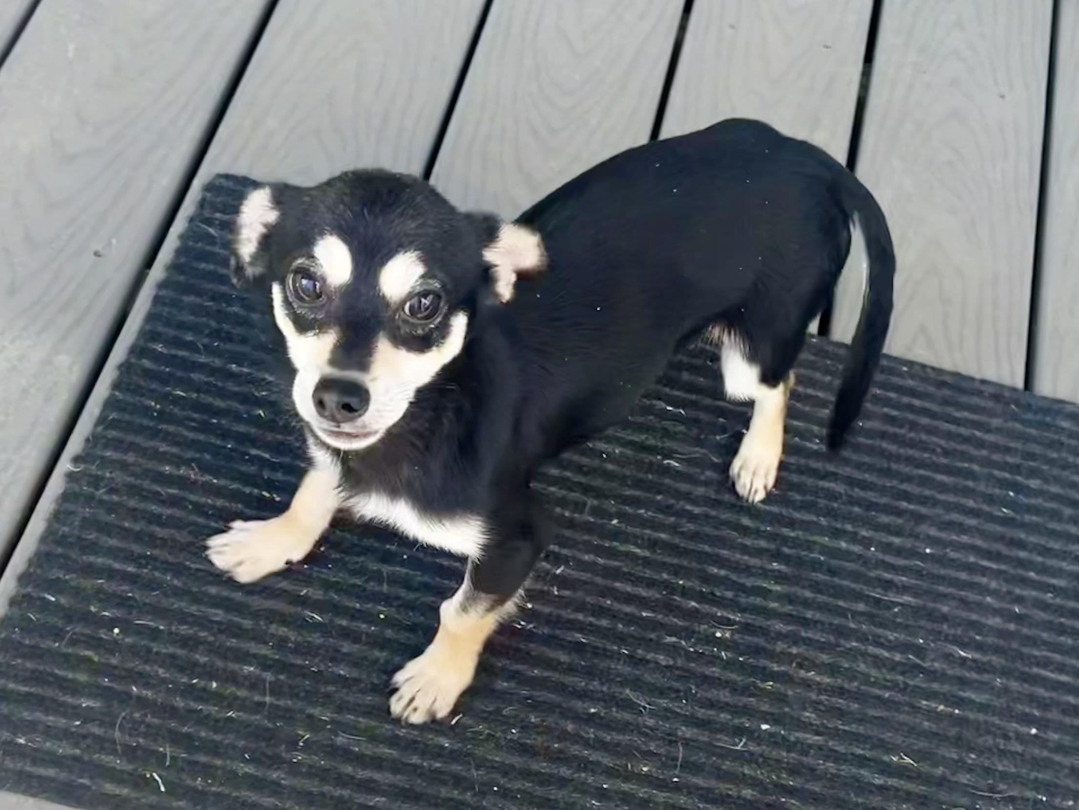 Enlarge Wasabi in Texarkana TX, a Adoptable mixed breed in Texarkana, TX image 6/6