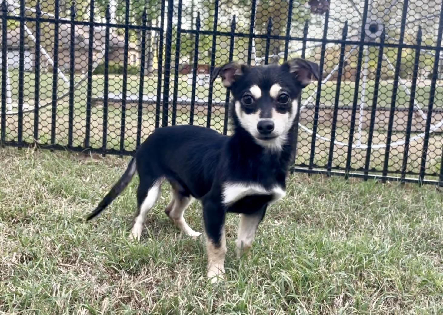 Wasabi in Texarkana TX, Adoptable, Young Male Chihuahua.