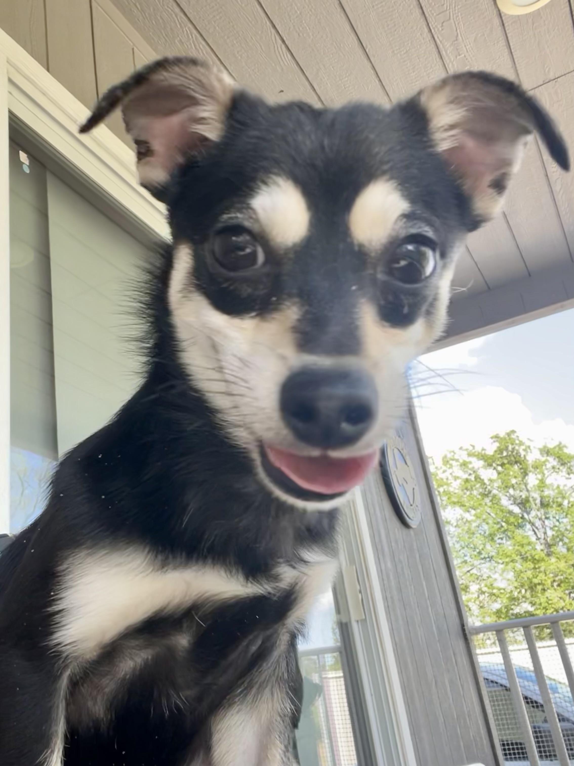 Wasabi in Texarkana TX, Adoptable, Young Male Rat Terrier & Chihuahua.