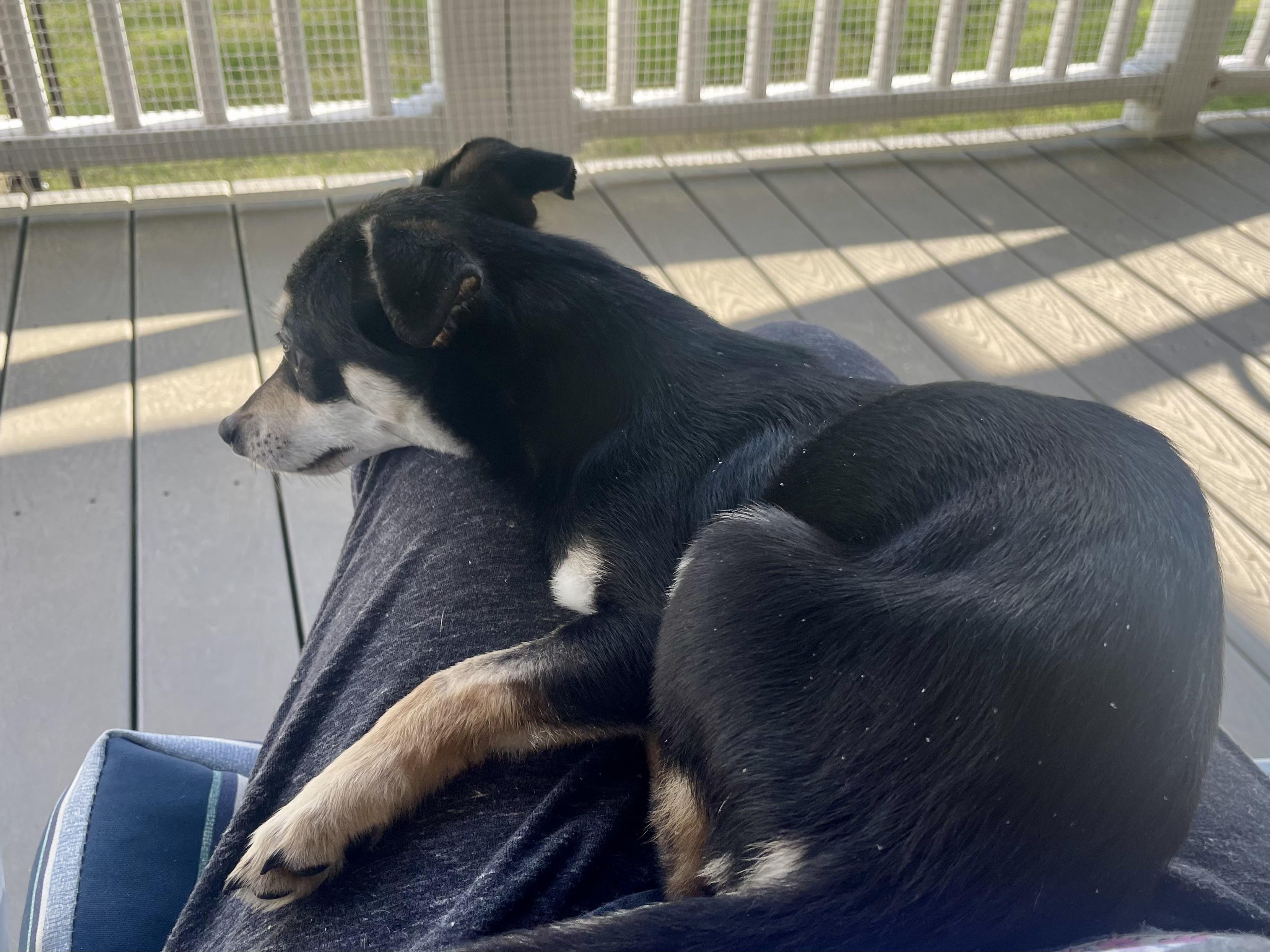 Enlarge Wasabi in Texarkana TX, a Adoptable mixed breed in Texarkana, TX image 3/6