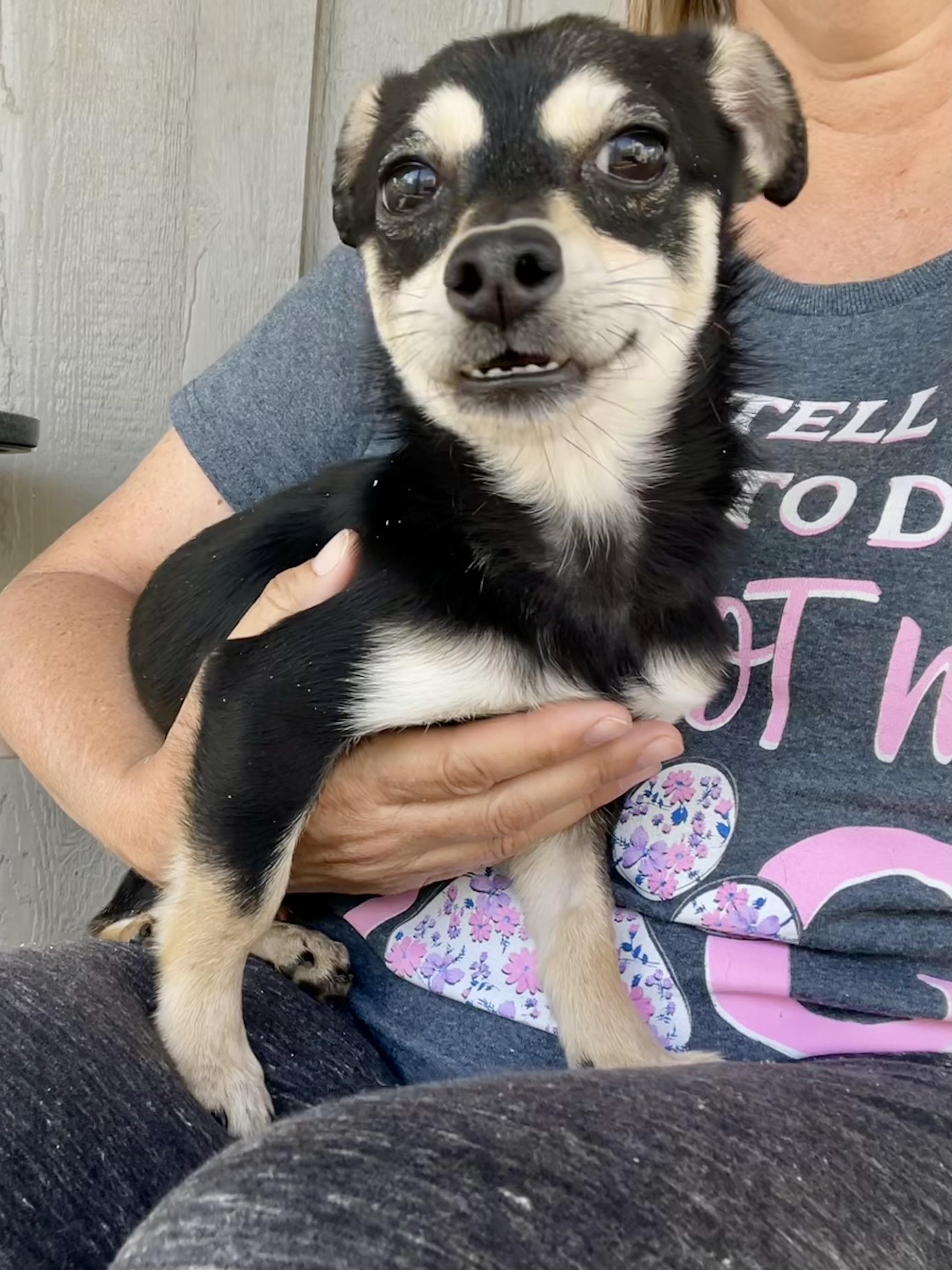 Enlarge Wasabi in Texarkana TX, a Adoptable mixed breed in Texarkana, TX image 2/6