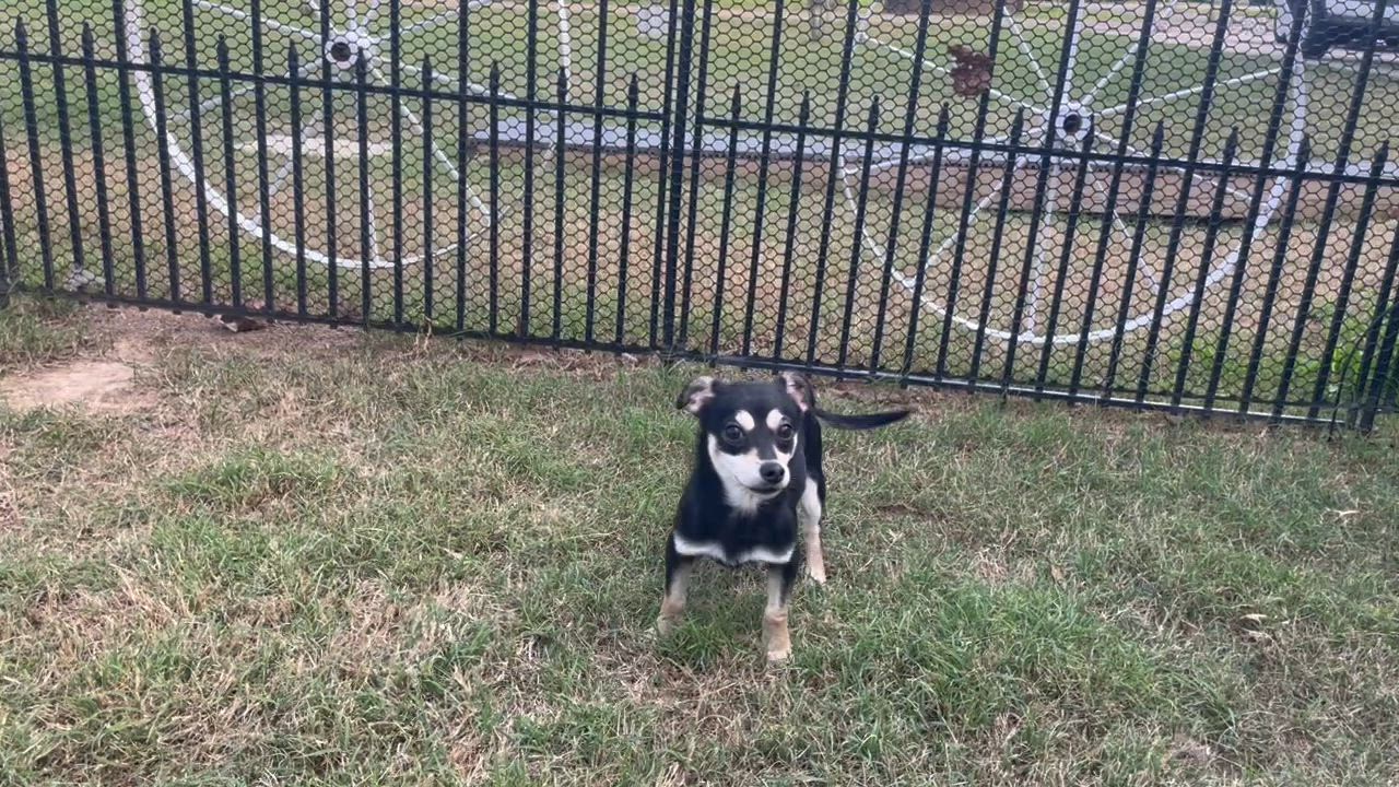 Enlarge Wasabi in Texarkana TX, a Adoptable mixed breed in Texarkana, TX video 4/6