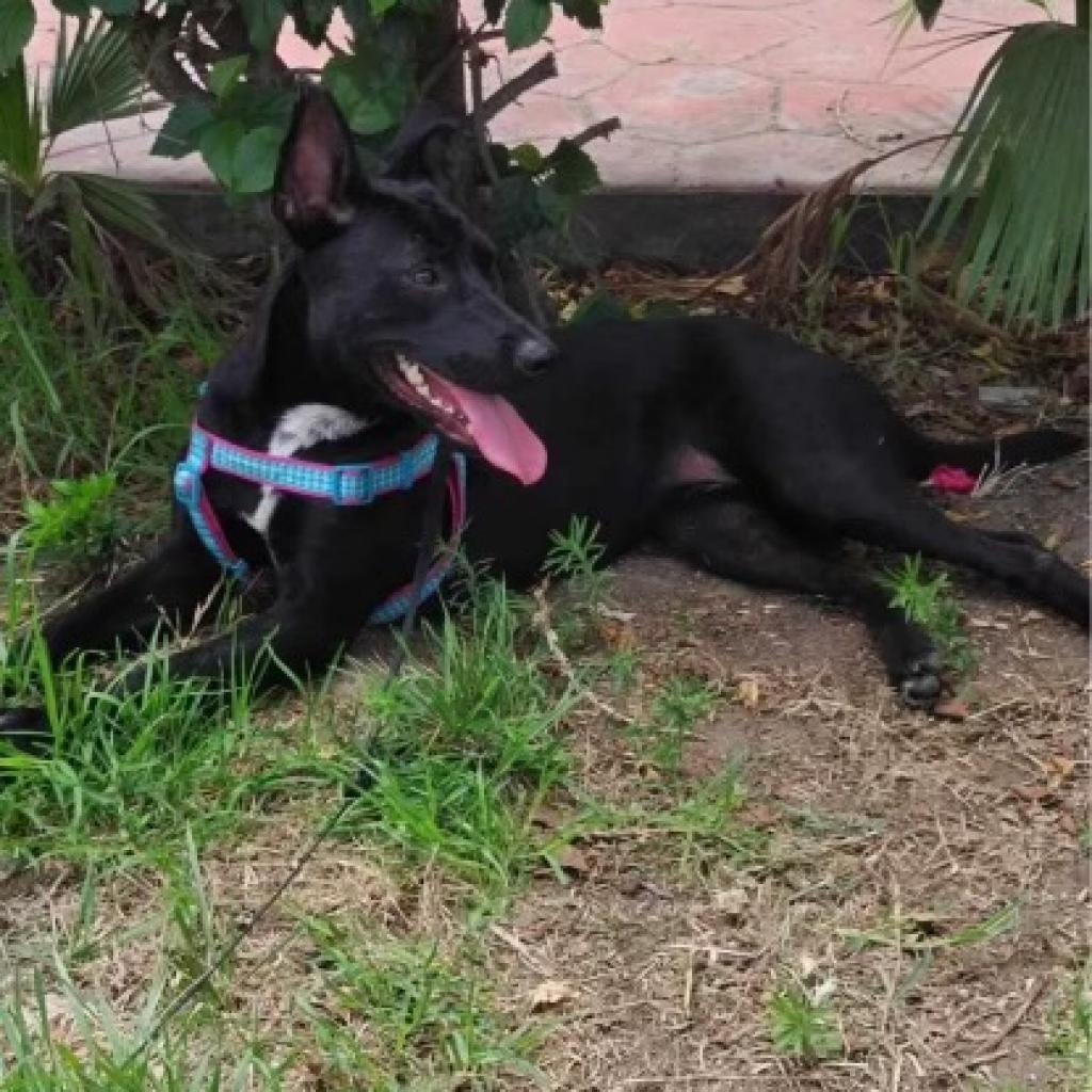 Sasha Anne, a Adoptable Dutch Shepherd in San Diego, CA image 1/4