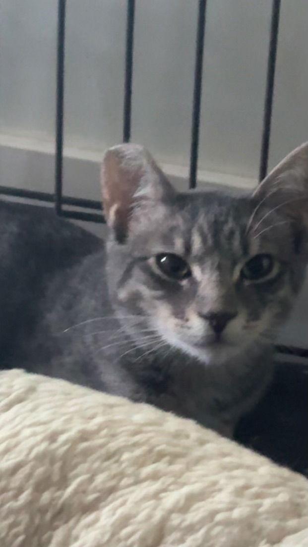 ClOVER, Adoptable, Young Male Domestic Short Hair.