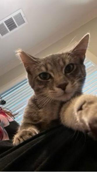 ClOVER, a Adoptable Domestic Short Hair in Walnut Creek, CA image 2/3