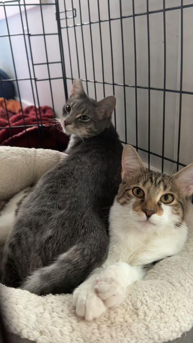 ClOVER, a Adoptable Domestic Short Hair in Walnut Creek, CA image 3/3