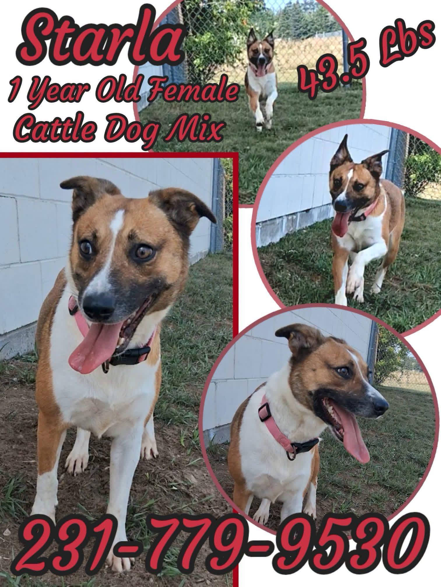 STARLA, ADOPTABLE, Young Female Cattle Dog.