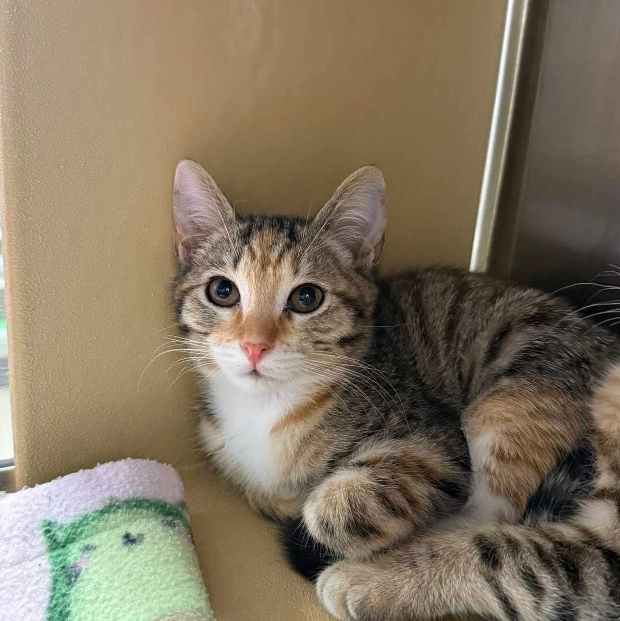 Enlarge Ginger, a ADOPTABLE Domestic Short Hair in Chandler, AZ image 1/1
