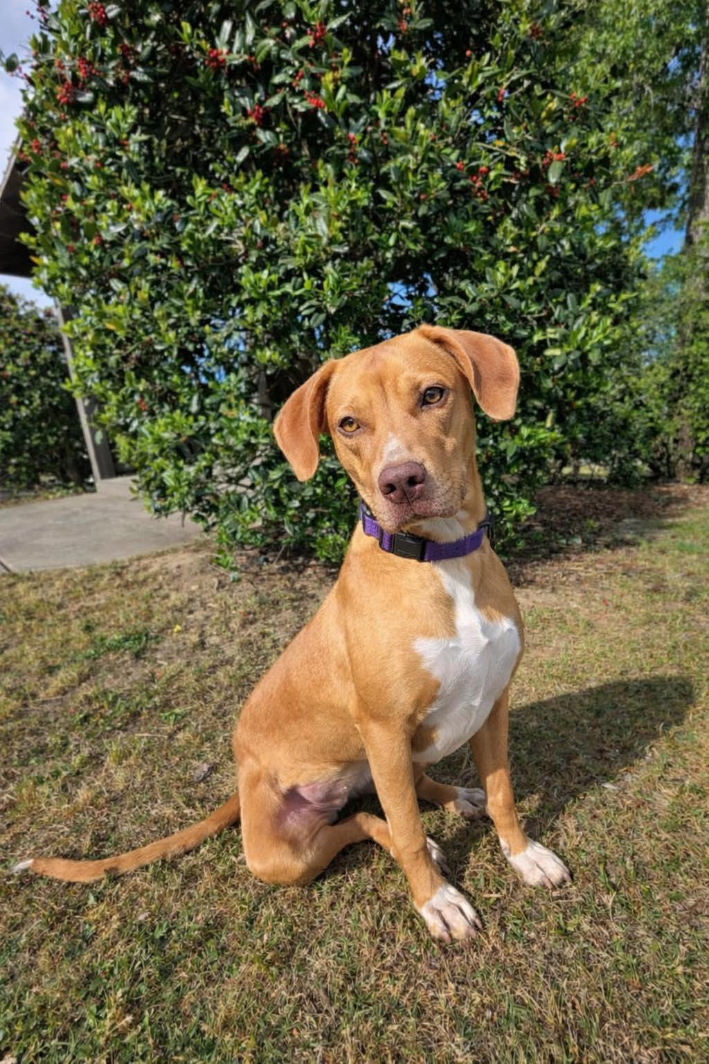 Enlarge TOFFEE, a Adoptable mixed breed in Evans, GA image 2/6