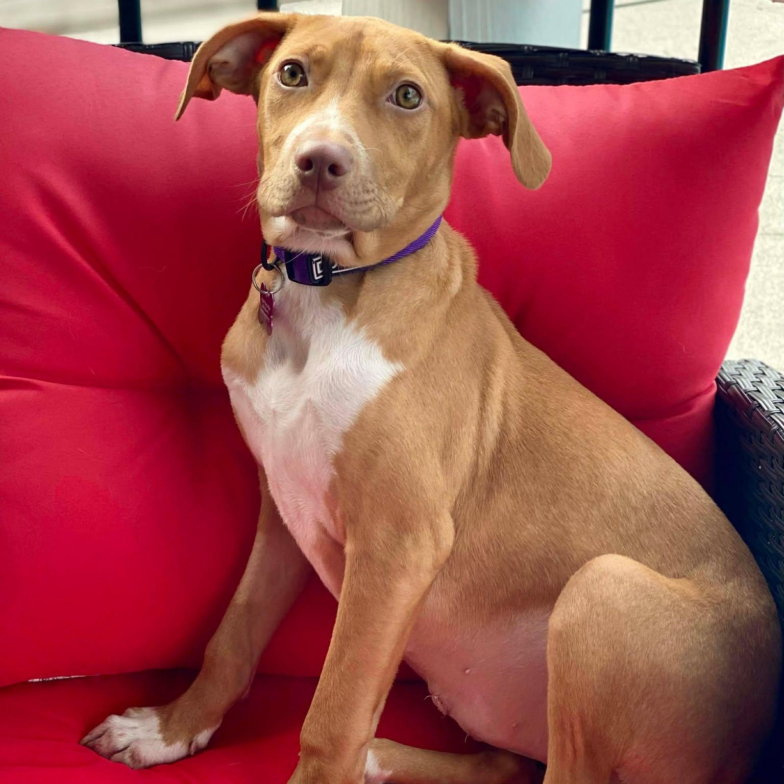 TOFFEE, Adoptable, Puppy Female Mixed Breed.