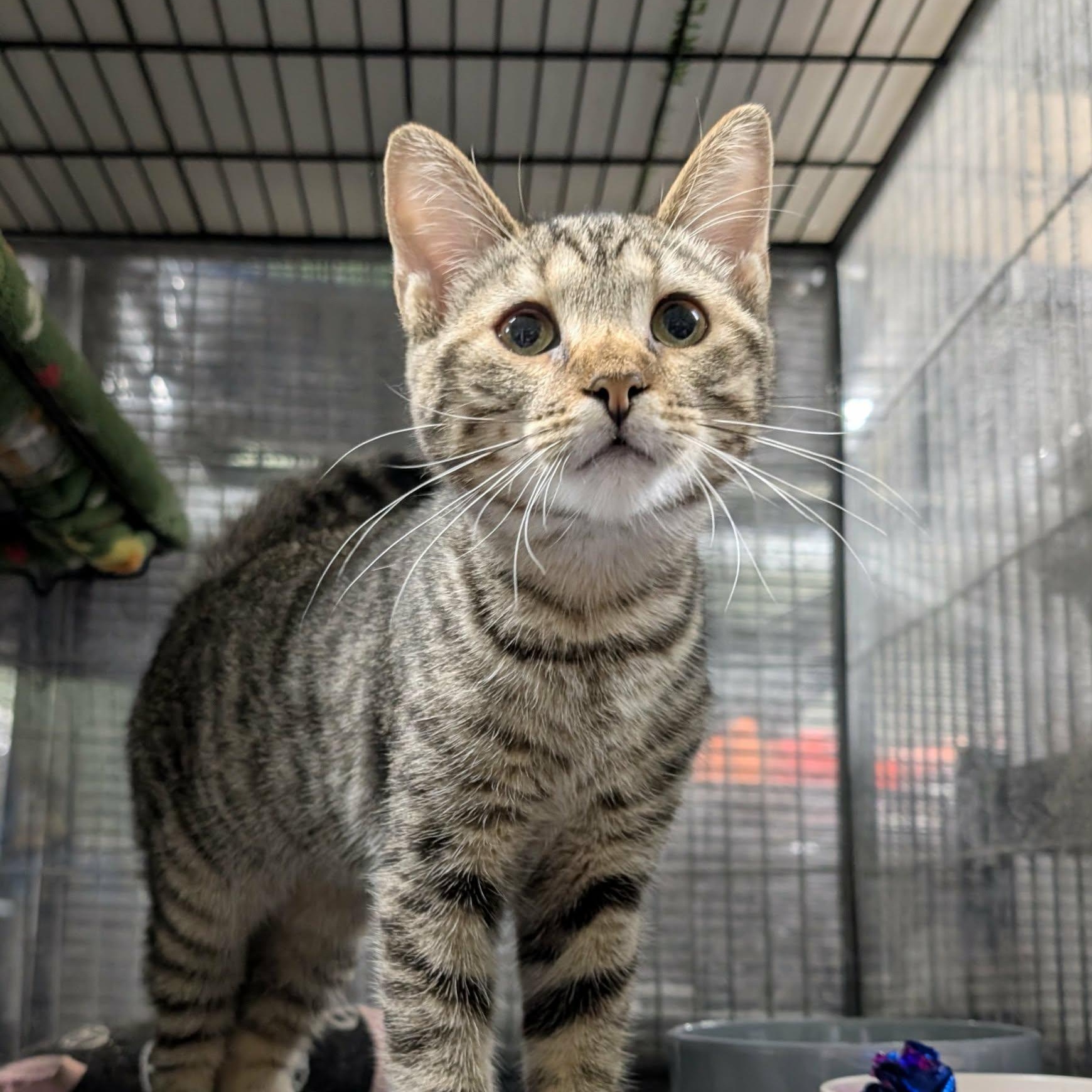 Enlarge ASHA, an adopted Domestic Short Hair in Tillsonburg, ON image 1/1