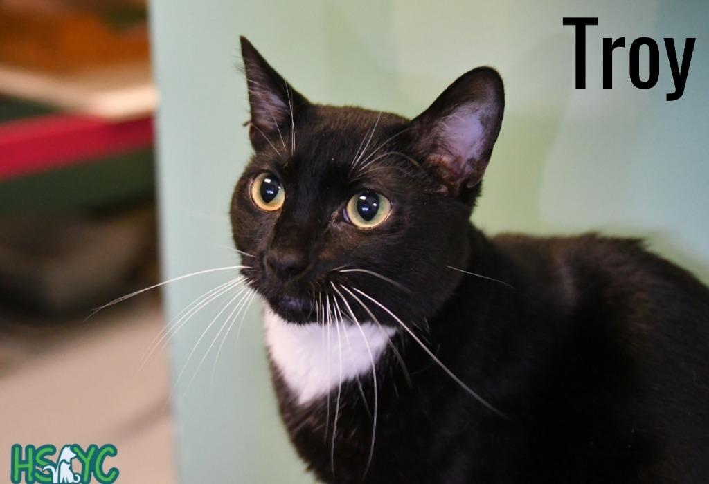 Enlarge Troy, a Adoptable mixed breed in Fort Mill, SC image 1/5