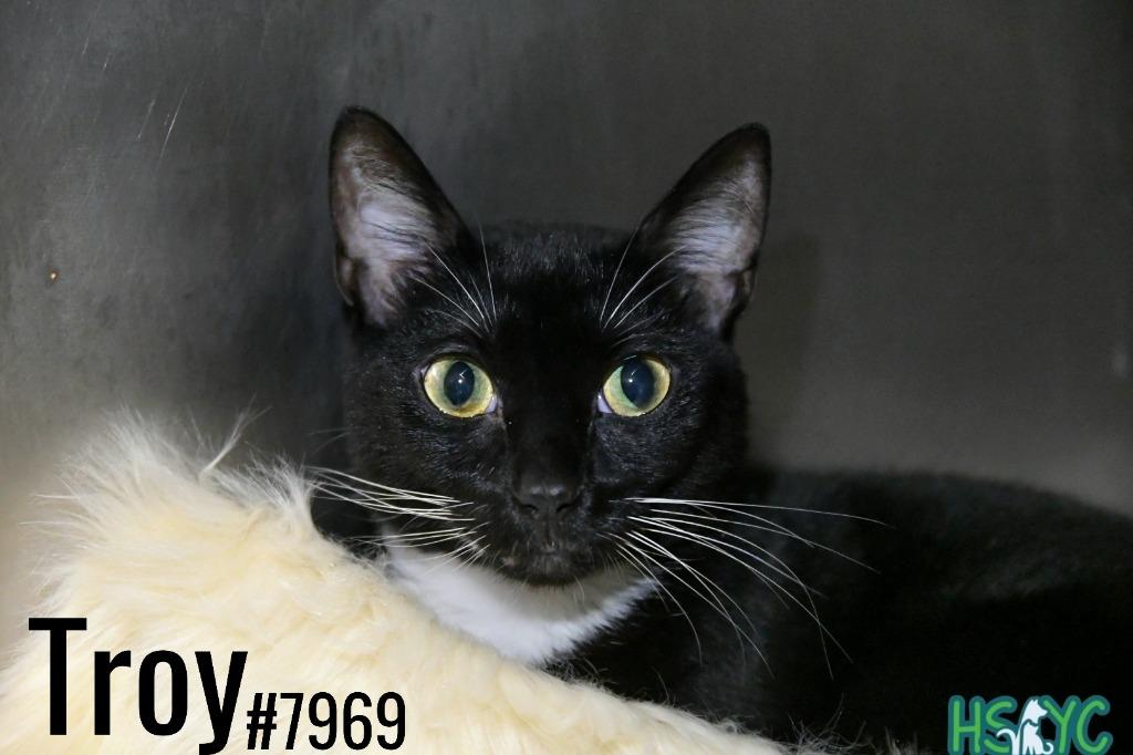 Enlarge Troy, a Adoptable mixed breed in Fort Mill, SC image 1/1