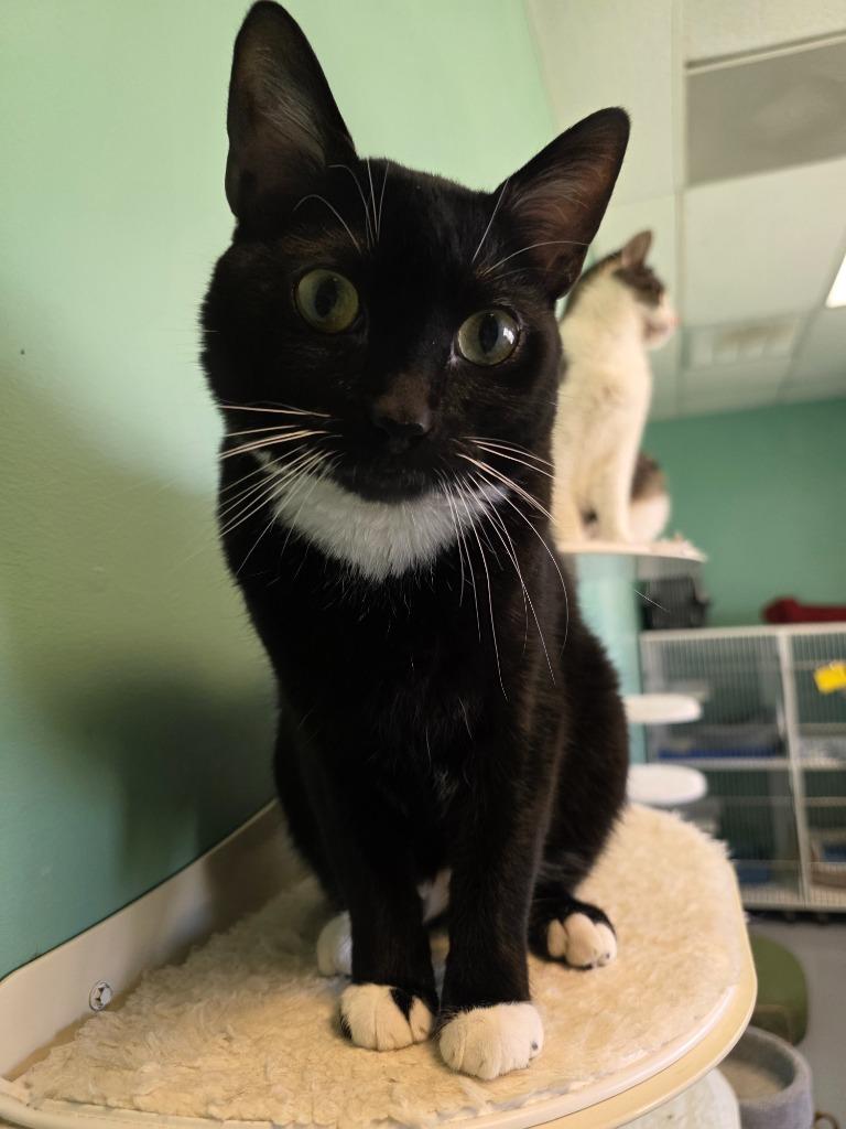 Enlarge Troy, a Adoptable mixed breed in Fort Mill, SC image 2/2