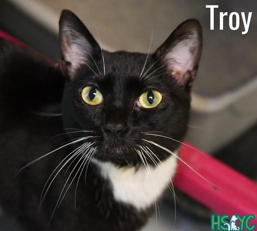 Enlarge Troy, a Adoptable mixed breed in Fort Mill, SC image 4/5