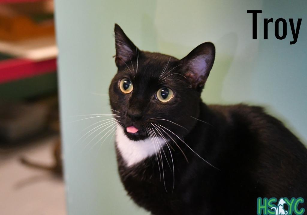Enlarge Troy, a Adoptable mixed breed in Fort Mill, SC image 5/5