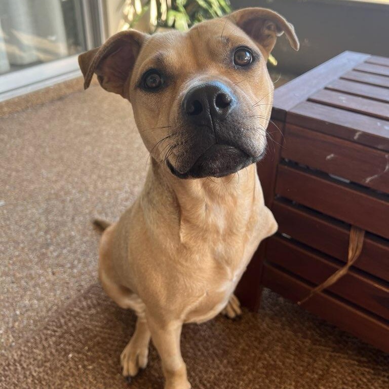 Enlarge Cassie, an adoptable mixed breed in Maitland, FL image 2/6