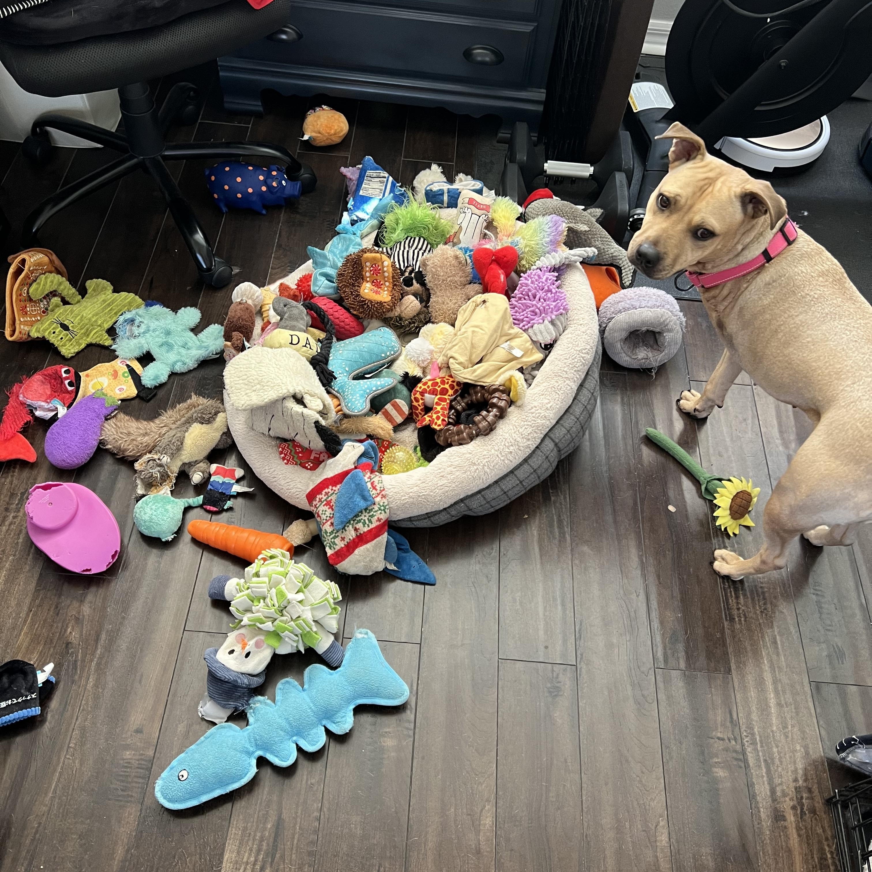 Enlarge Charlee, an adoptable mixed breed in Maitland, FL image 6/6