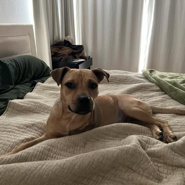 Enlarge Cassie, an adoptable mixed breed in Maitland, FL image 5/6