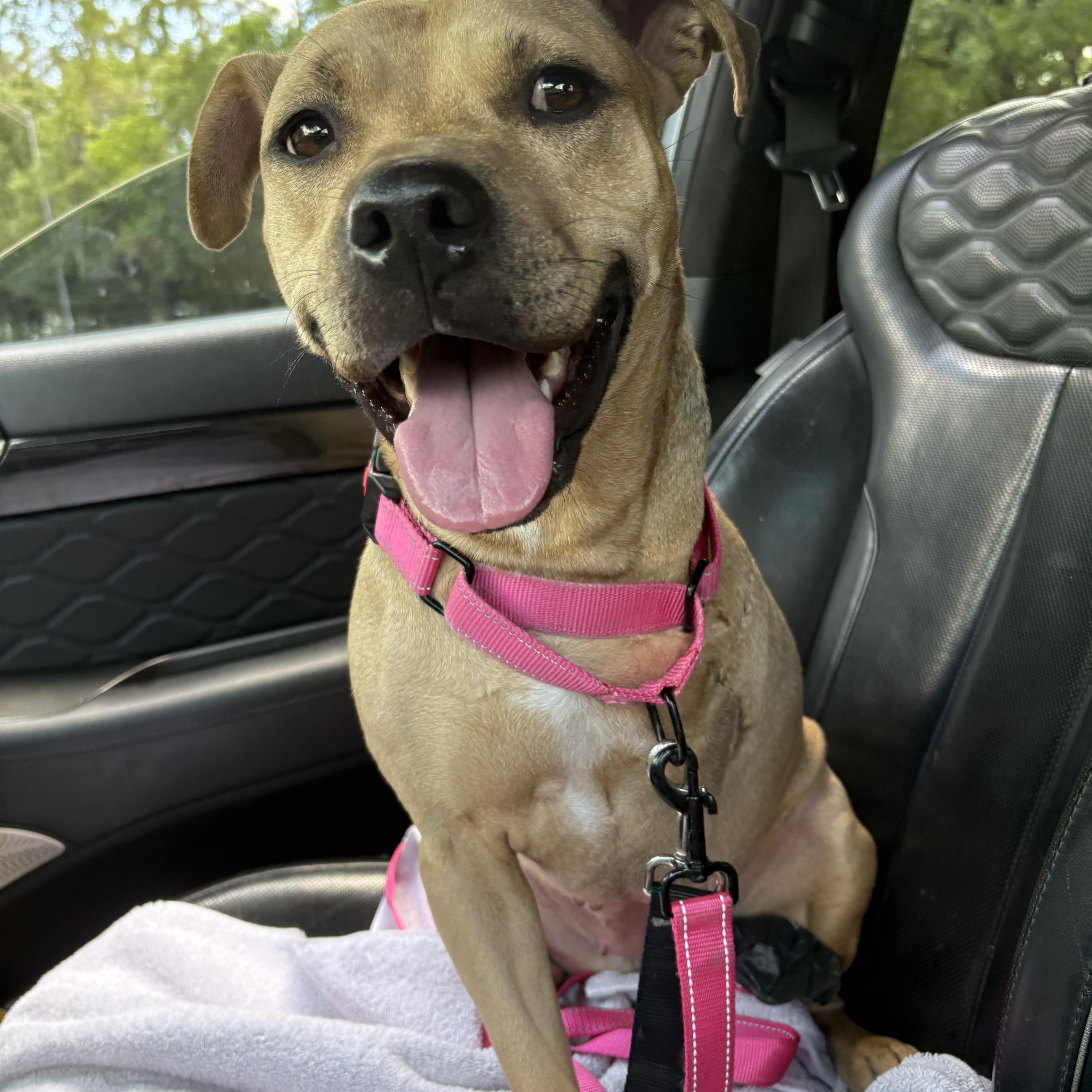 Charlee, adoptable, Young Female Mixed Breed & Pit Bull Terrier.
