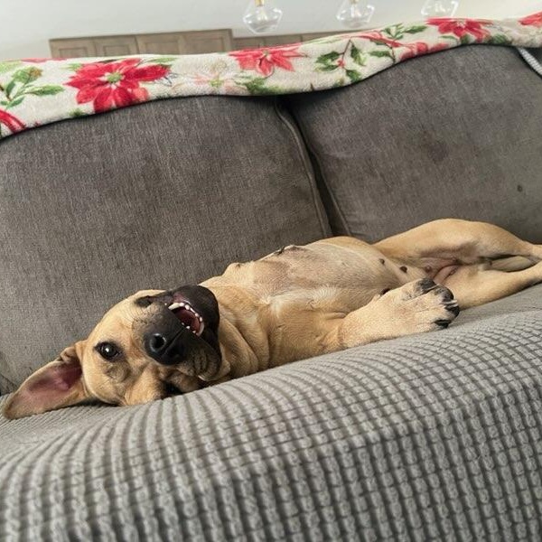 Cassie, adoptable, Young Female Mixed Breed & Pit Bull Terrier.