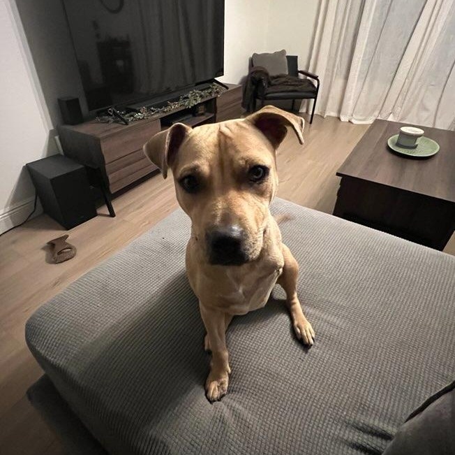 Enlarge Cassie, an adoptable mixed breed in Maitland, FL image 4/6