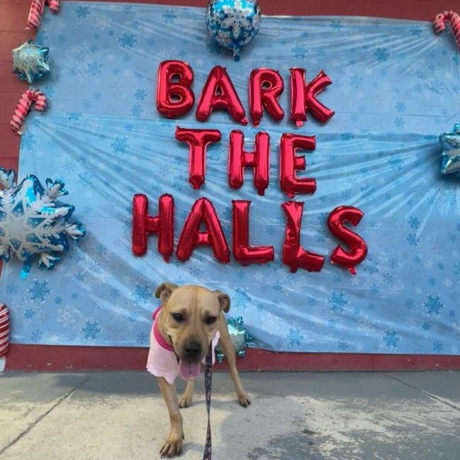 Enlarge Cassie, an adoptable mixed breed in Maitland, FL image 6/6